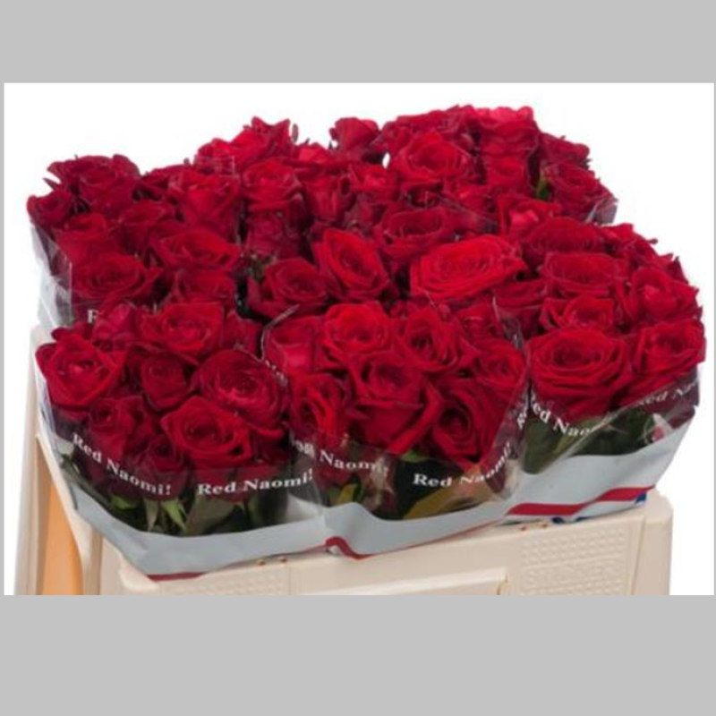 Trandafiri Olandezi Rosii, Pachet (10 buc.)